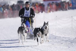 Lenk 2013